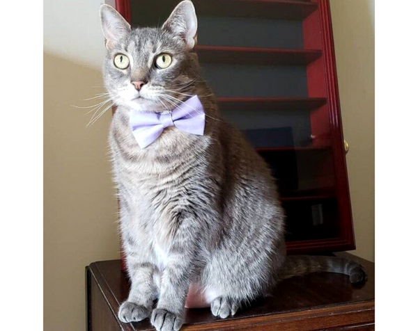 Cat Bow Tie Color Collection Lavender Light Purple Cat Collar