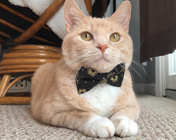 Pet Bow Tie - Merry Gold - Shimmery Gold Leaf Cat Bow Tie / Holiday, -  Made By Cleo