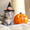 Pet Witch Hat - Halloween Photo Prop | X-Small Mini Size for Cats, Kittens + Small Dogs