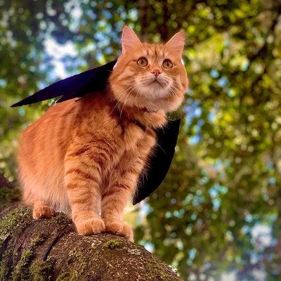 Orange cat halloween costume hotsell