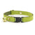 MBC Rack - (8-13 Inch) Pet Collar - "Chartreuse" - (BLACK BREAKAWAY Clasp / GOLD Hardware Accents / Round Metal Split Ring) - Sold As Configured - Final SALE