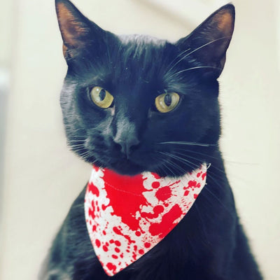 Halloween Pet Bandana - "Dracula" - Blood Spatter Bandana for Cat Collar or Small Dog Collar / Slide-on Bandana / Over-the-Collar (One Size)