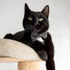 Rifle Paper Co® Pet Bow Tie - "Noir" - Black & Gold Star Bow Tie For Cats + Small Dogs (One Size)