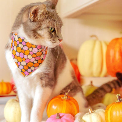 Cat Bandana - "Pumpkin Toss" - Halloween Orange Pink Pumpkin Bandana for Cat + Small Dog / Fall + Halloween / Slide-On Over the Collar Bandana