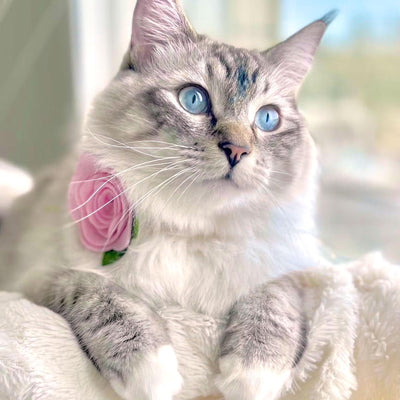 Cat Collar + Flower Set - "Velvet - Ballet Pink" - Classic Pink Velvet Cat Collar w/ Baby Pink Felt Flower (Detachable) / Cat, Kitten + Small Dog Sizes