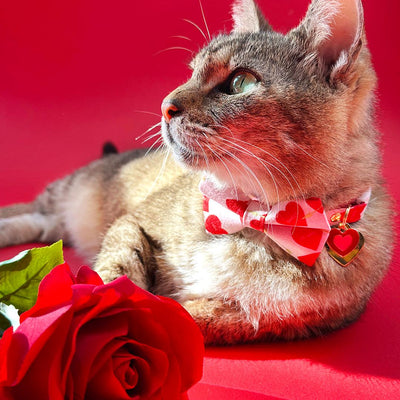 Valentine's Day Cat Bow Tie - "Lovestruck" - Pink & Red Cupid Hearts Bow Tie for Cat / Cat + Small Dog Bowtie