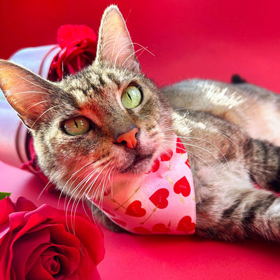 Valentine's Day Cat Bandana - "Lovestruck" - Pink & Red Cupid Hearts Bandana for Cat + Small Dog / Slide-on Bandana / Over-the-Collar