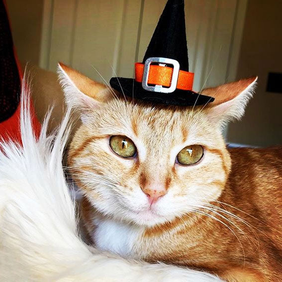 Pet Witch Hat for Halloween - Small Mini Witch Hat for Cats, Kittens &  Little Dogs