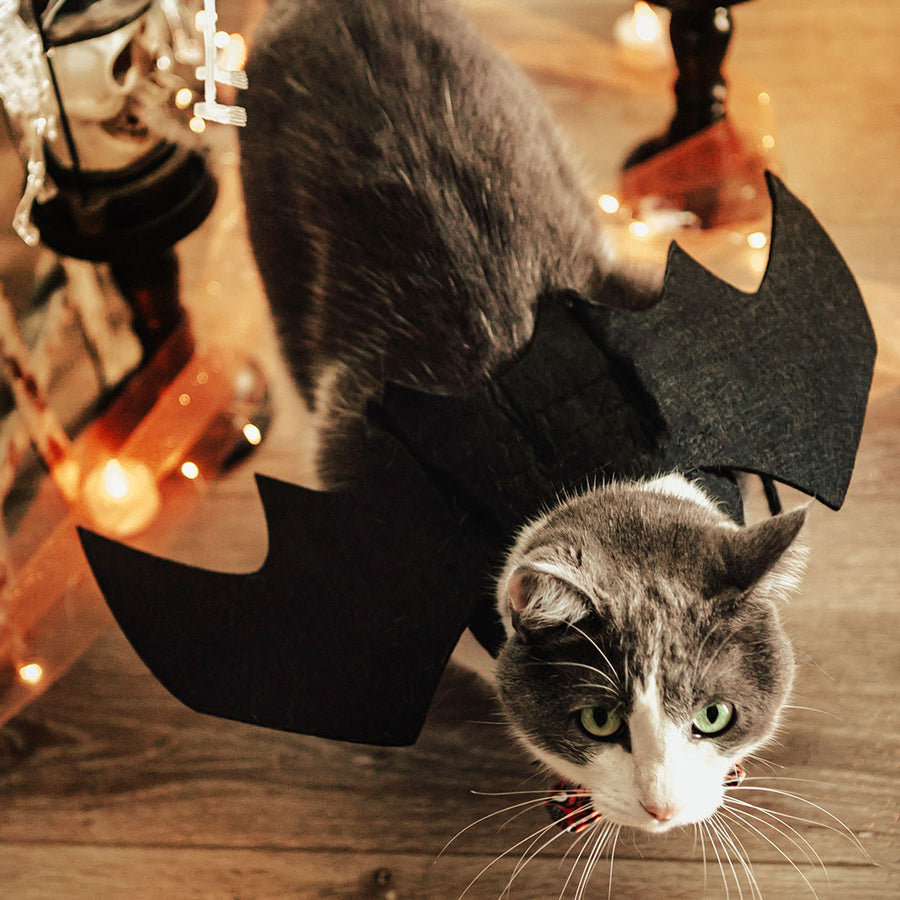 Cat Collar Breakaway - Nightmare Before Christmas Jack Expressions Halloween Elements Gray