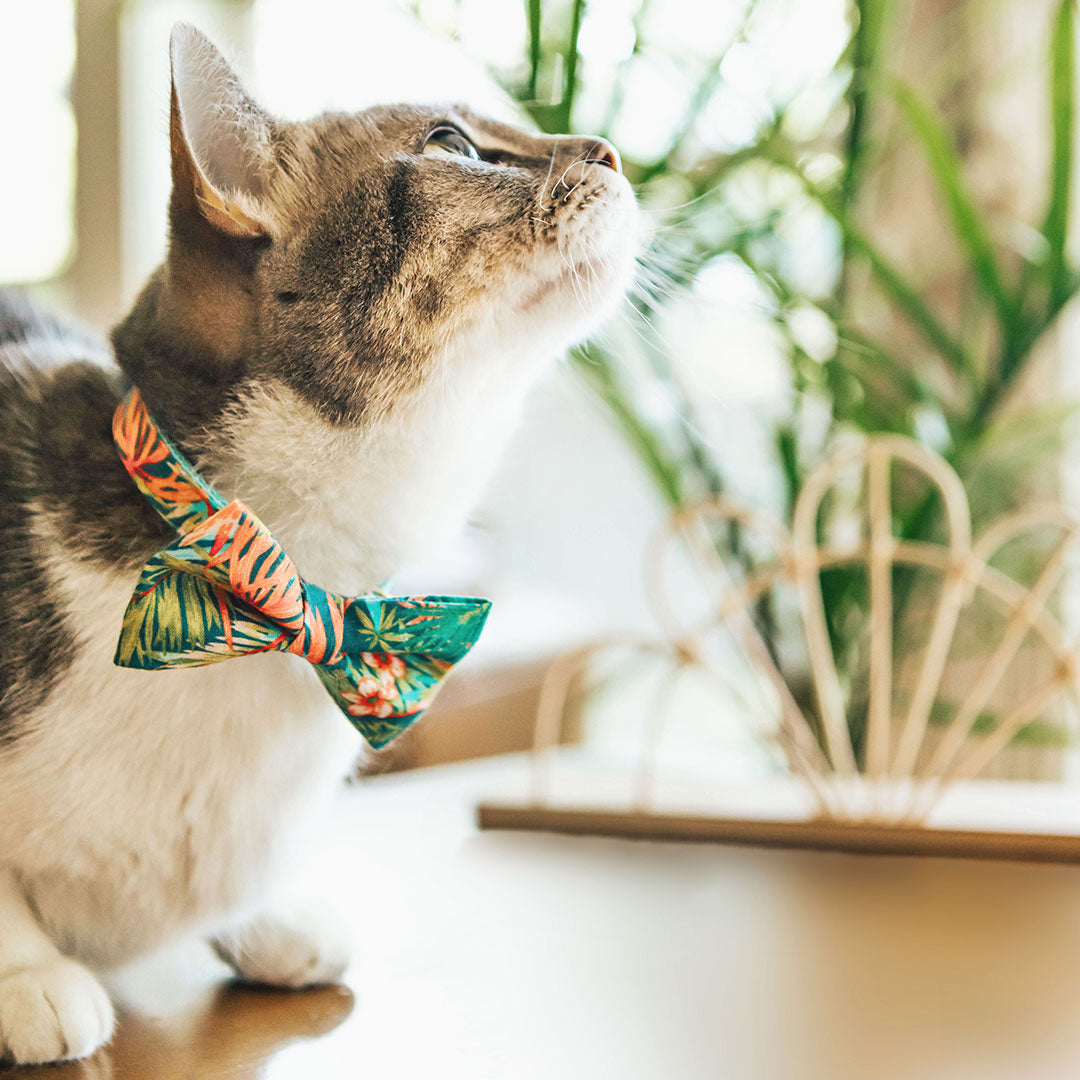 Palmetto Plaid Bow Tie Collar