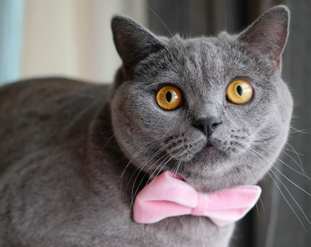 Pet Bow Tie - Color Collection - Pastel Pink - Baby Pink Cat Collar Bow  Tie / Kitten Bow / Dog Bowtie / Wedding / Removable (One Size)