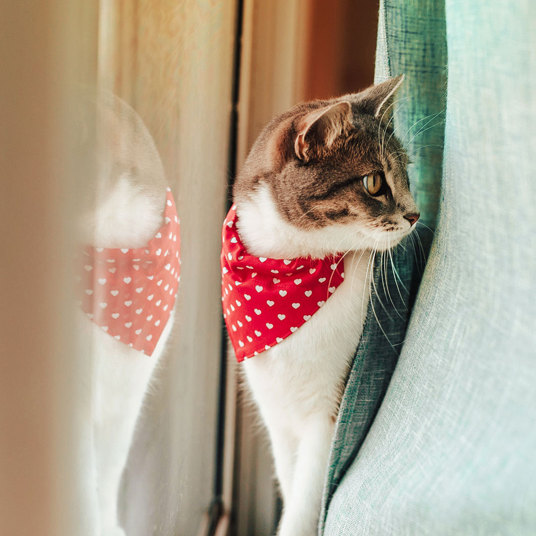Mosey Pretty Cat Collar Red String for Home Use Easy-Wearing 