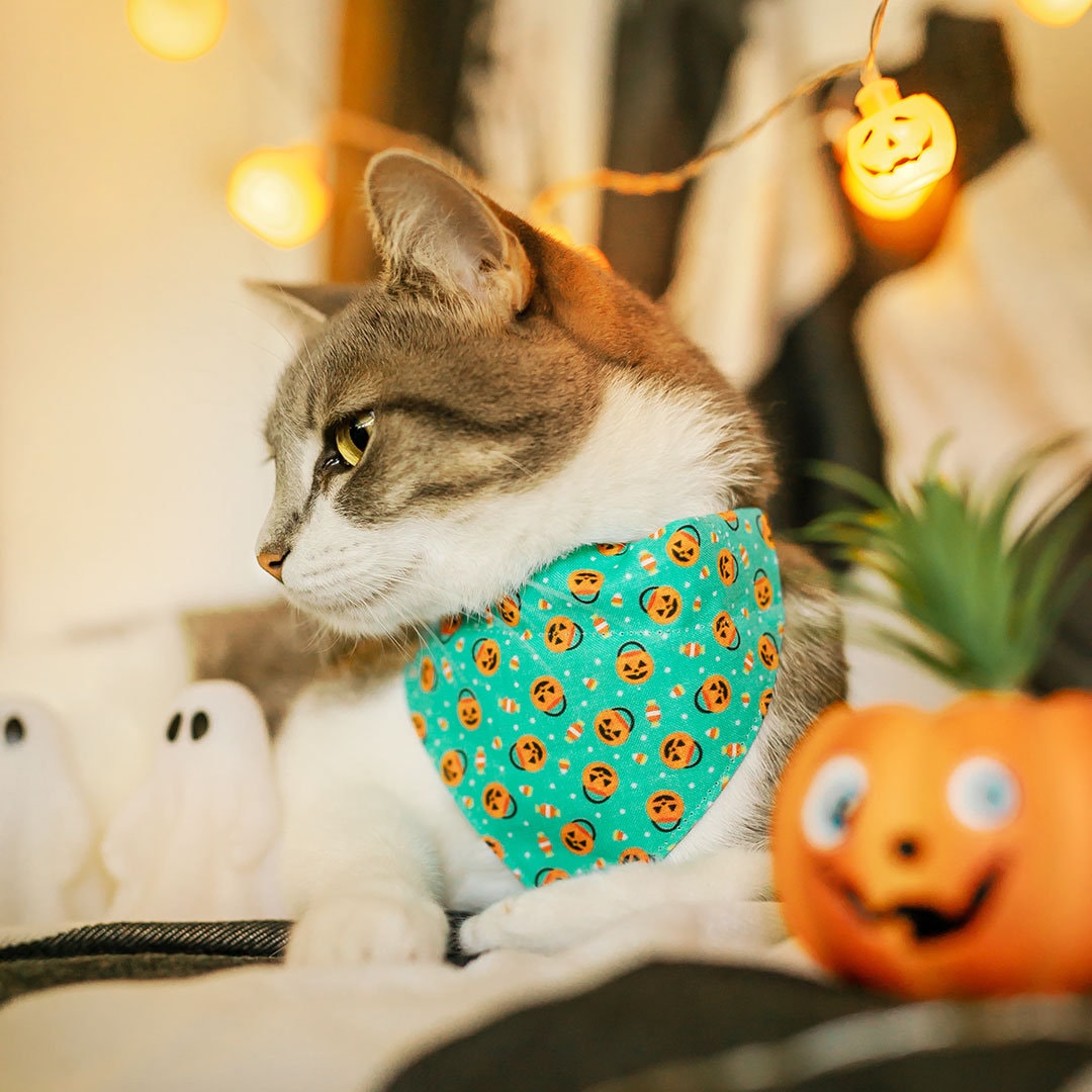 Halloween Cat Collar Party Pumpkins Trick or Treat Jackolantern
