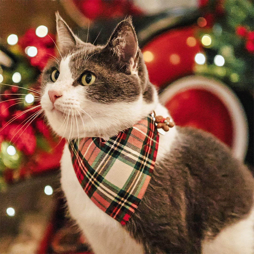 Pet Supplies : ICICECREAM Christmas Cat Collar Breakaway with Bell