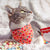 Pet Bandana - "Modern Love" - Candy Hearts on Red Bandana for Cat + Small Dog / Valentine's Day / Slide-on Bandana / Over-the-Collar (One Size)