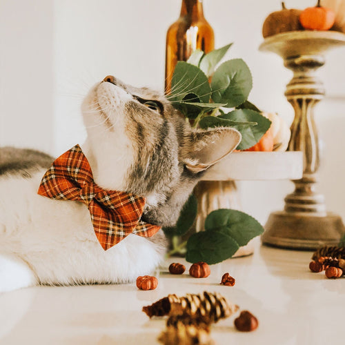 Bow Tie Cat Collar Set - "Pecan Praline" - Burnt Orange Plaid Cat Collar w/ Matching Bowtie / Fall, Autumn, Thanksgiving, Wedding / Cat, Kitten, Small Dog Sizes Sizes