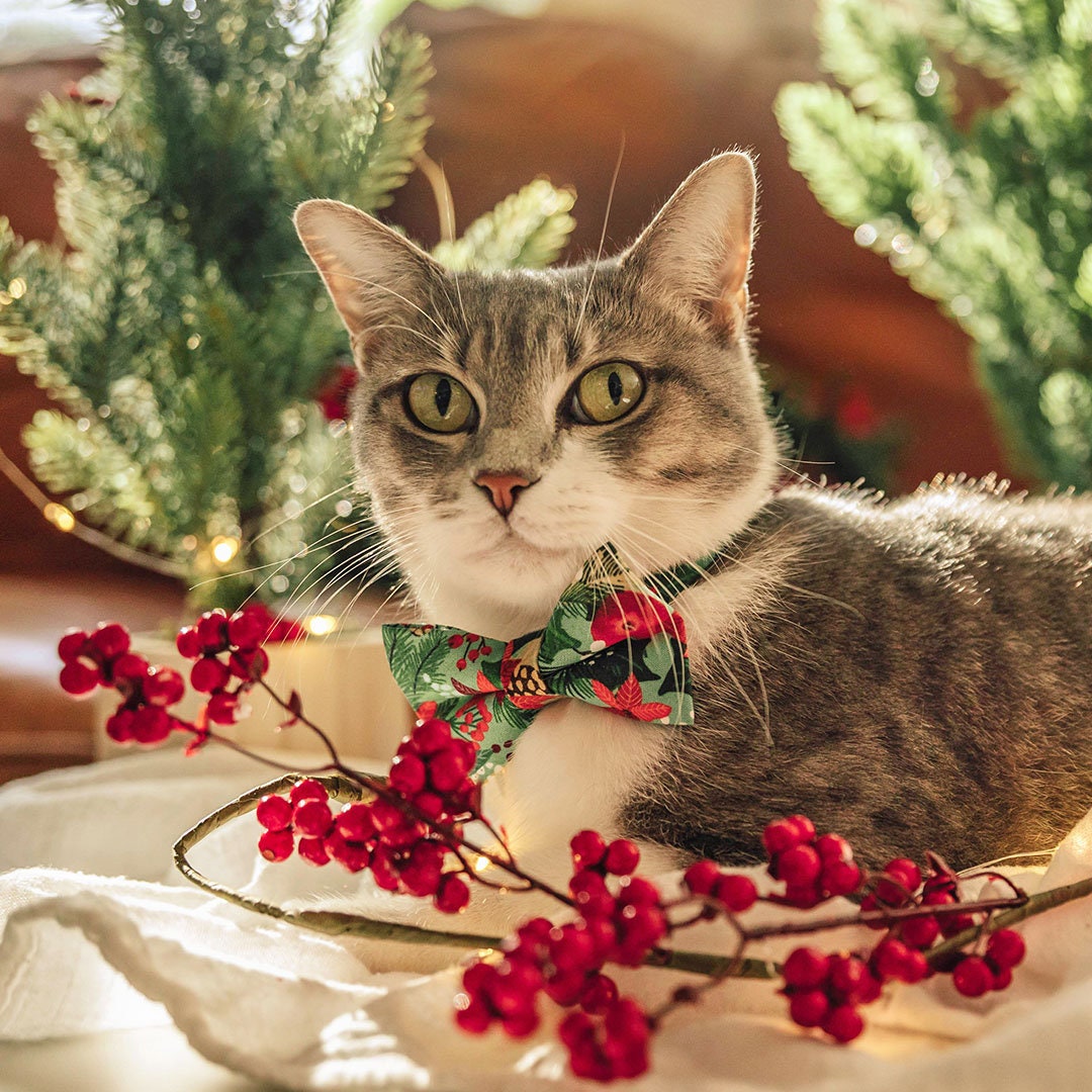 Pet Santa Hat - Christmas Photo Prop | X-Small Mini Size for Cats, Kittens  + Small Dogs