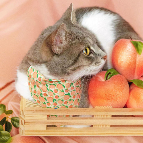 Pet Bandana - "Just Peachy" - Peach Bandana for Cat + Small Dog / Peaches Slide-on Bandana / Over-the-Collar (One Size)