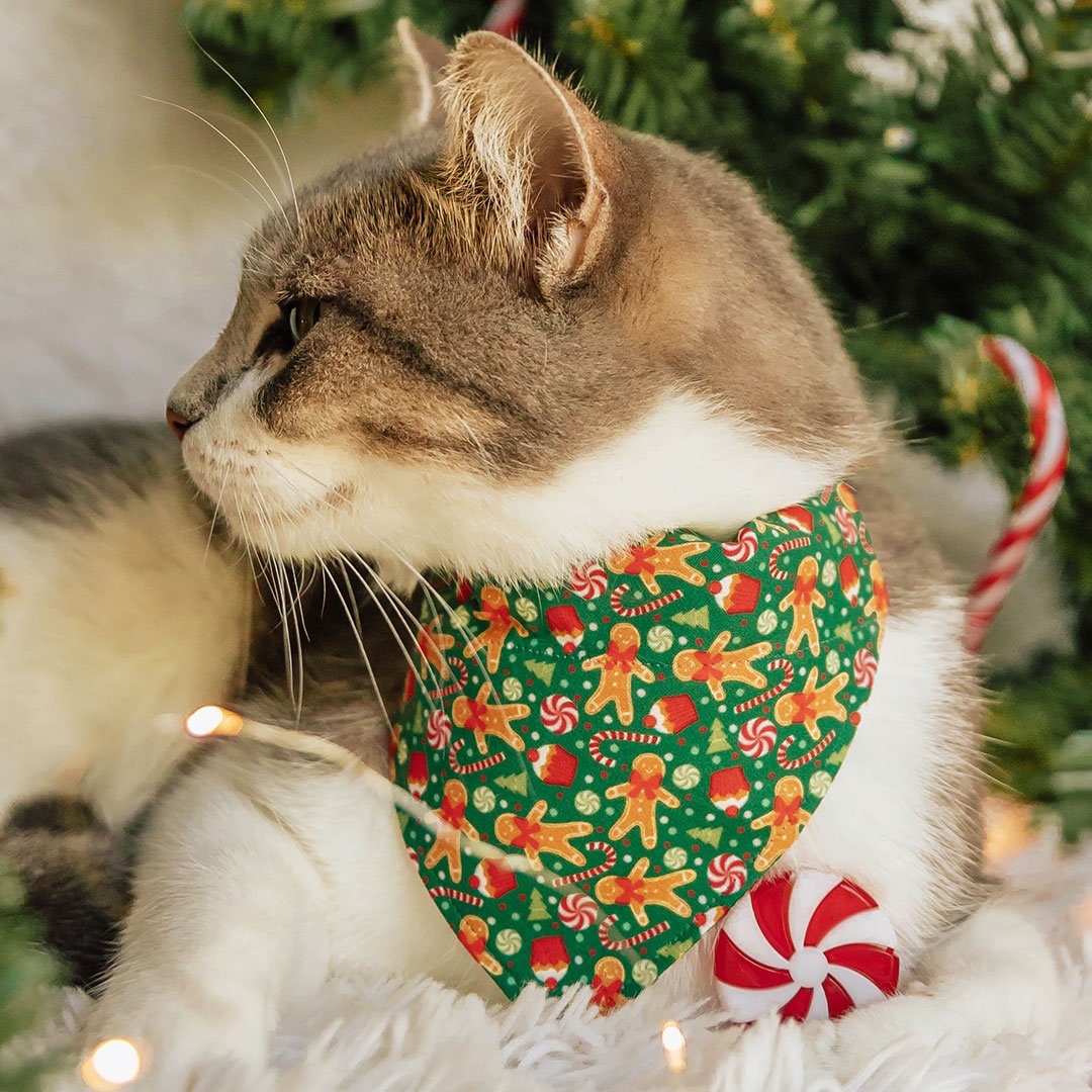 Kitten 2024 christmas collar